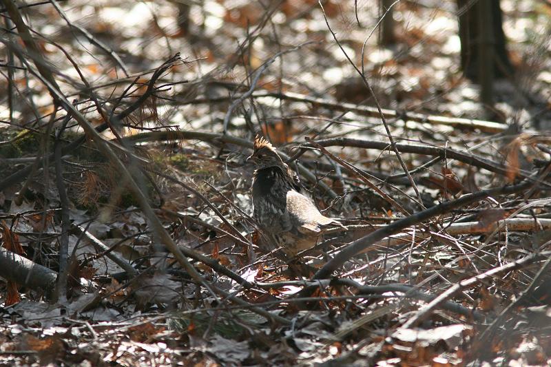 Ruffed Grouse1