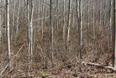 Barberry invassion