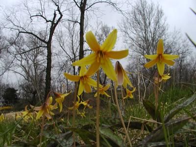 Trout Lily