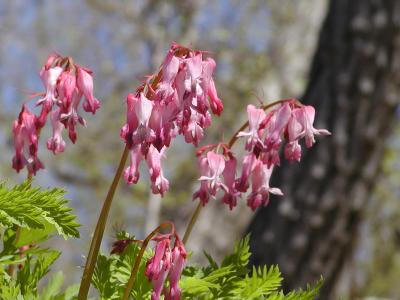 Wild Bleeding Heart