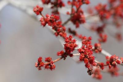 Red Maple Branch