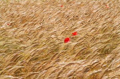 Poppies & Barley