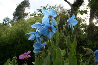 as IMG_4856.jpg