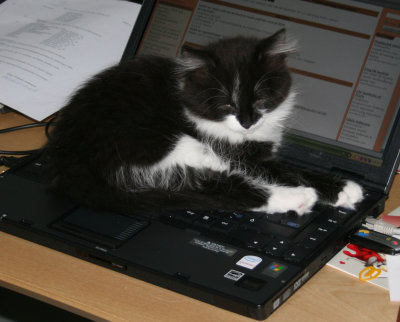 Vad är det med katter och tangentbord? Värme, massage,...