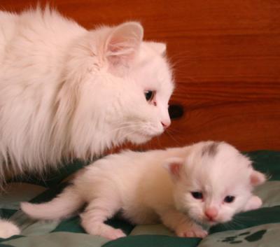 Kittens 2 weeks - Gozha and Mom