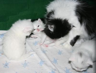 Gozha gets a wash while siblings watch