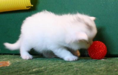 Gozha discovering something to play with