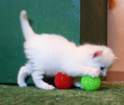 Grifina wanting TWO balls to play with