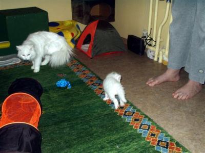Gozha scared of Big Feet