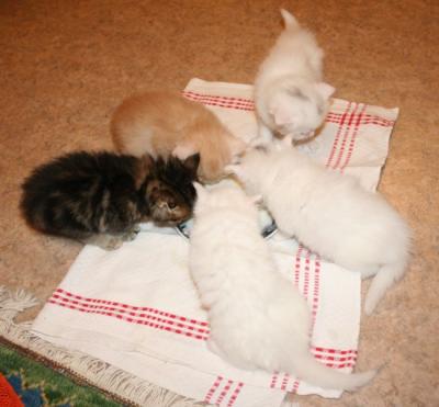 4 weeks old and learning to eat properly