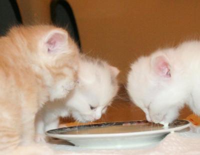 Eating2.jpg