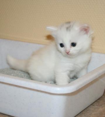 Ganna - the first one to use the litter box