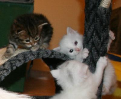 Playing
