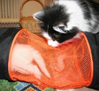 Zessna watching kittens play in tunnel