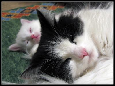 Zessna enjoying having step-kittens