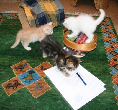 Taking care of everything- checking weight and writing :-)