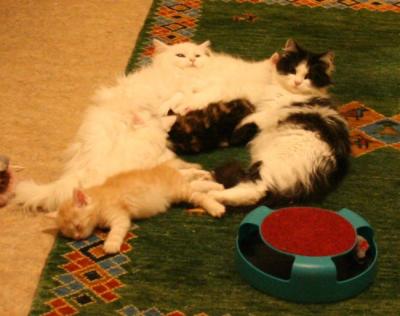 After play - REST