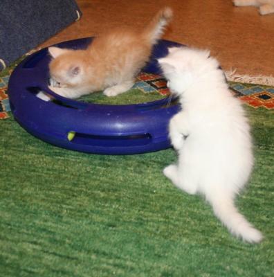 Gureiko gets the hang of it while Grifina is watching