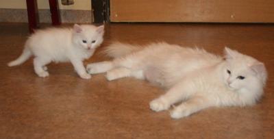 Grifina copycat of Mom