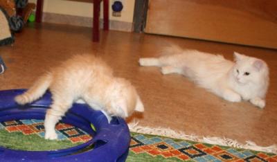 Gureiko eagerly playing!