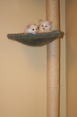 Now they also know how to climb