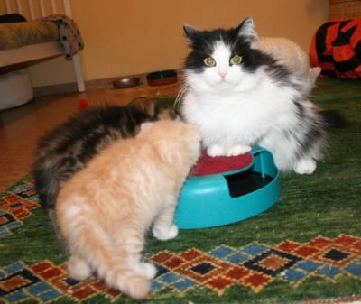 Zessna is so proud of herself -Master of the Game