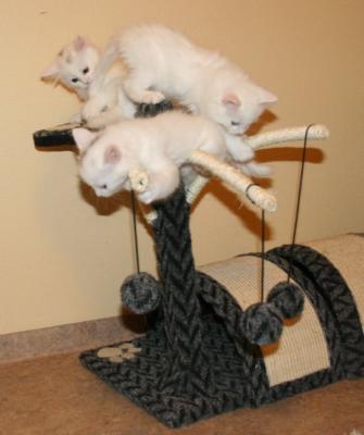 WhiteCatTree.jpg