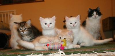 Kittens 8 weeks