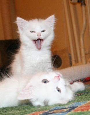 Ganna yawning