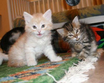 Gureiko and Gemma