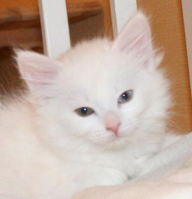 Grifina's beautiful eyes - one green and one blue!