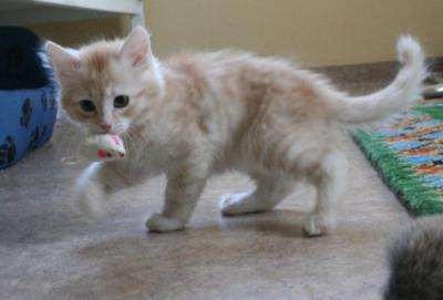9 weeks - and play is all about hunting!