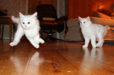 10 weeks - and life´s a game :-)