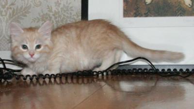 TelefonBus.jpg