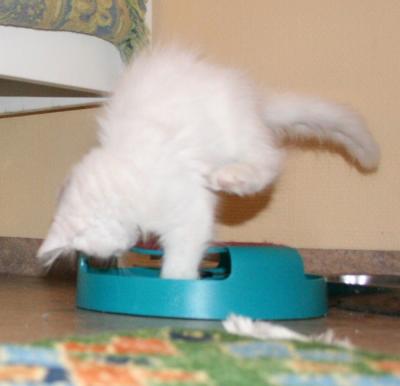 Our Jumping Jack Flash Cat
