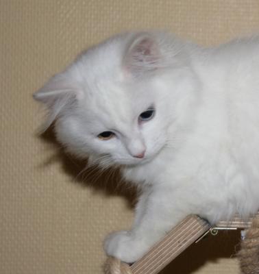 Grifina 16 weeks