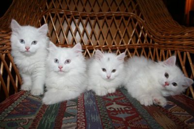 Babies from Gozha and Nikopeja's Ionna