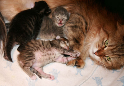 Kittens one week old with a proud Mom