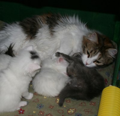 sn Mi_Ke kittens.jpg