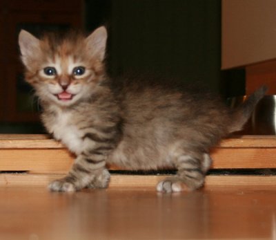 s Oksana mjau.jpg