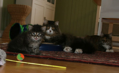 Orel Kasian & Khitra