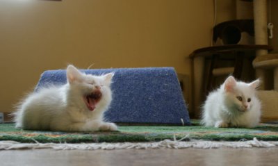 a nessaya yawn.jpg