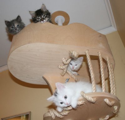 Nowadays the kittens like to be HIGH up!