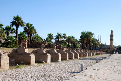 Row of sphinxes at the ruins of  Luxor Temple