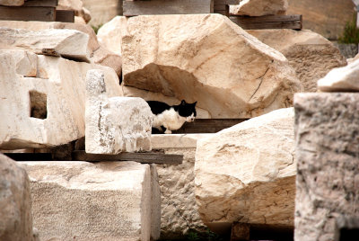  A cat amongst the ruins