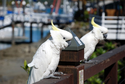 Cockatoo on Hamilton Island