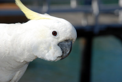Cockatoo on Hamilton Island