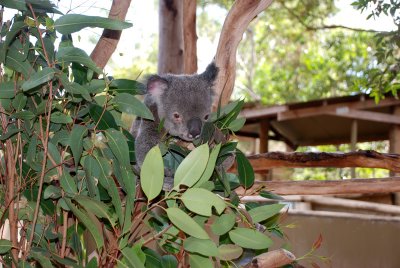 Koala at the Billabong Wildlife Sanctuary Townsville, Queensland 17 July, 2008