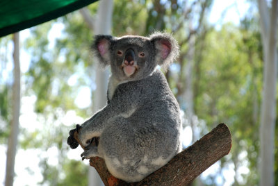 I think this little koala likes having his picture taken