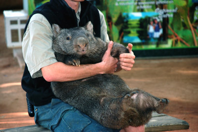 Wombat being handled by one of the wildlife park staff